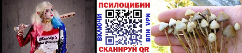 Псилоцибиновые грибы мицелий  купить наркотик  Павловск 